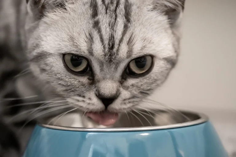 cat-foods-for-kittens